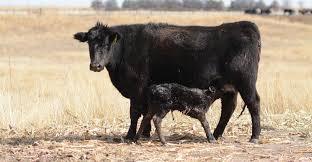 newborn calf nursing